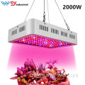 Best led grow light 2000w indoor pants